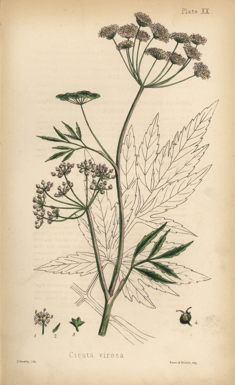 Cowbane or water hemlock, Cicuta virosa. Handcoloured lithograph by Henry Sowerby from Edward Hamilton