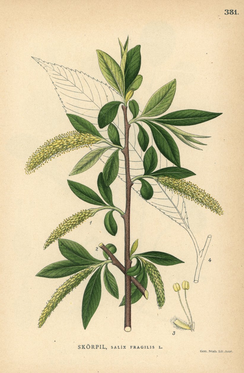 Crack Willow Tree, Salix Fragilis by Unbekannter Künstler