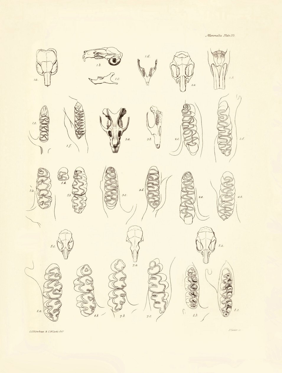 Cranes and teeth of various kinds of rodents described by Charles Darwin during his exploration trip aboard the Beagle. Plate from 