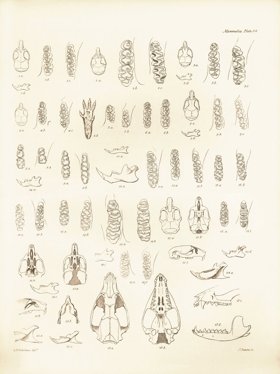 Cranes and teeth of various kinds of rodents described by Charles Darwin during his exploration trip aboard the Beagle. Plate from The Zoology of the voyage of H.M.S. Beagle under the command of Captain Fitzroy during the years 1832 to 1836 by Unbekannter Künstler