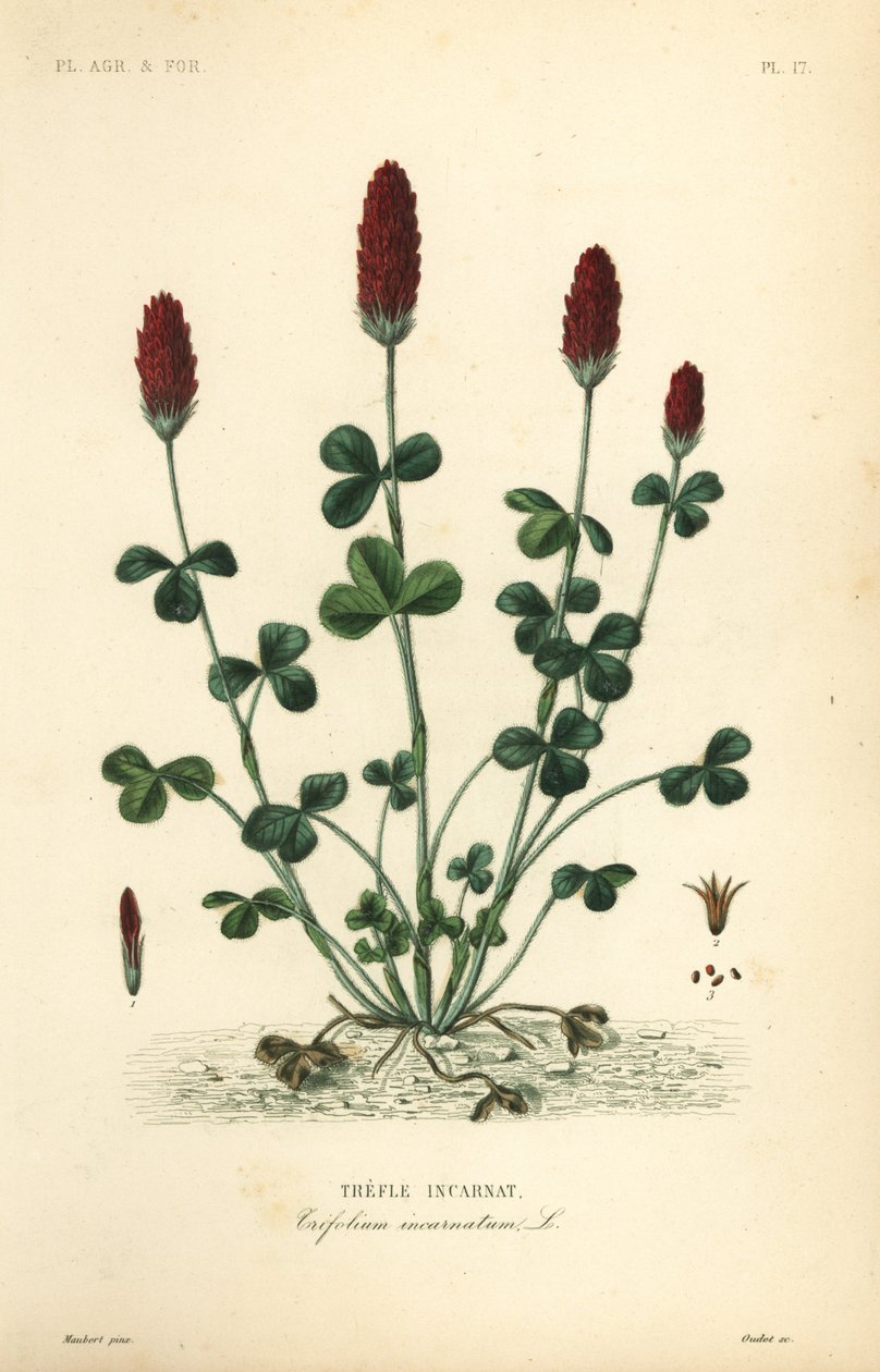 Crimson clover or Italian clover, Trifolium incarnatum by Unbekannt