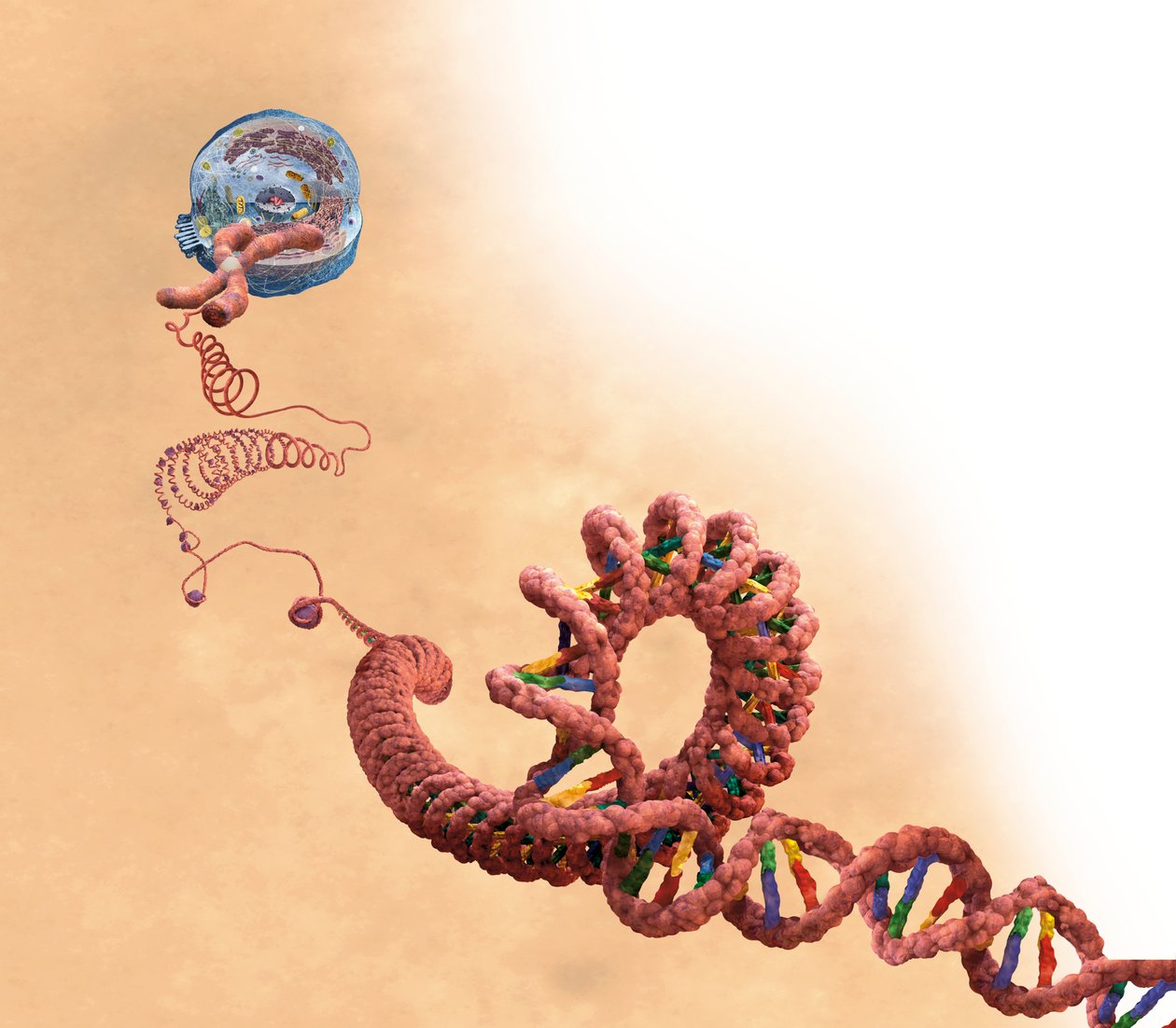DNA including double helix, chromosome, cell by Unbekannter Künstler