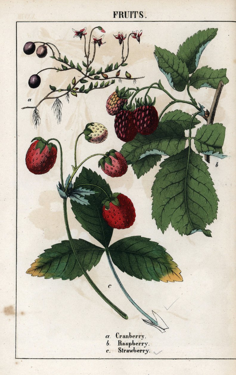 Description of berries: fruits of cranberry, raspberry and strawberry by Unbekannter Künstler