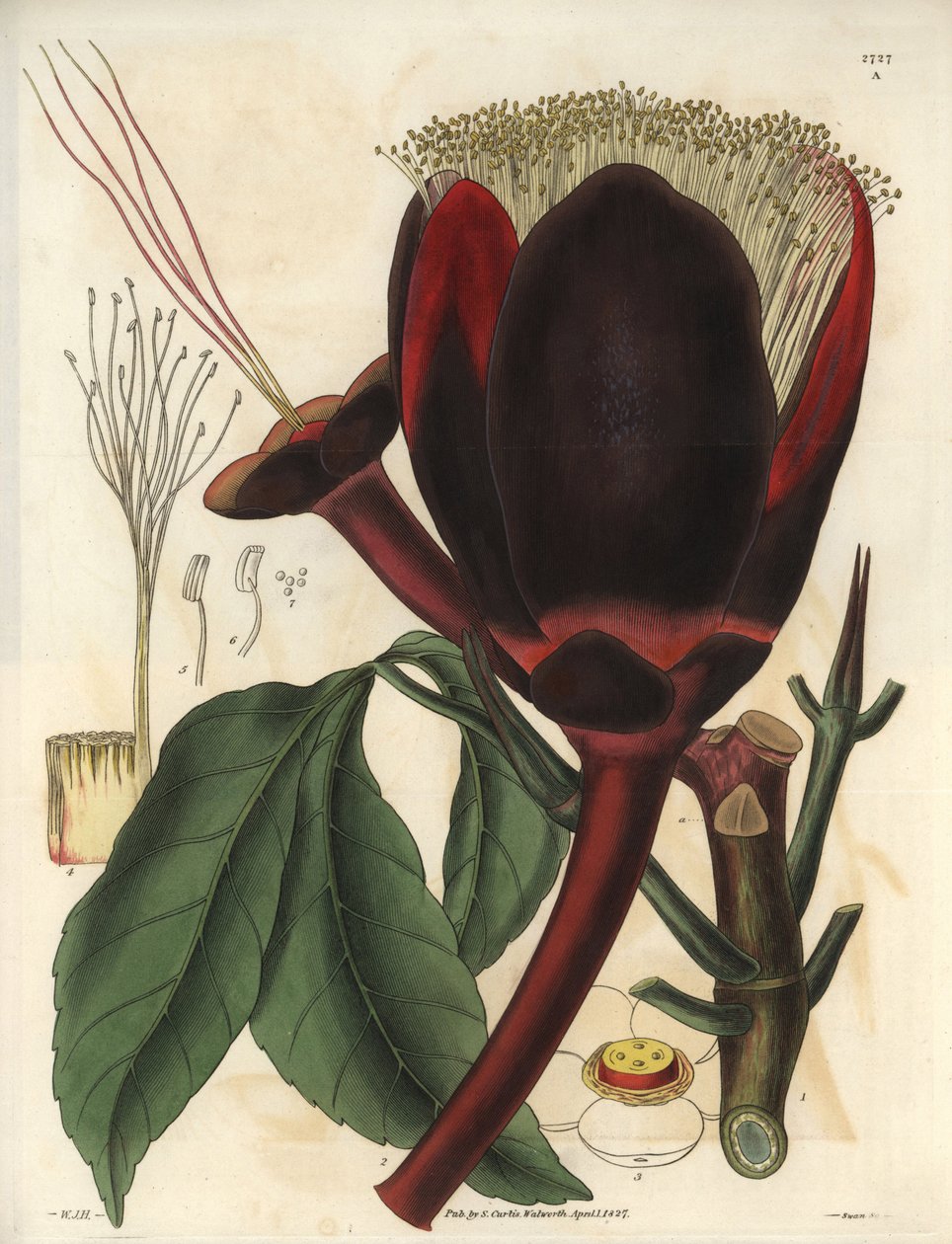 Description of the large dark chocolate flower of a Pecan tree plant, which produces edible nuts, pecan nuts. Plant native to South America. Illustration by Wiliam Jackson Hooker (1785-1865), British botanist and writer, professor at the University of Glas by Unbekannter Künstler