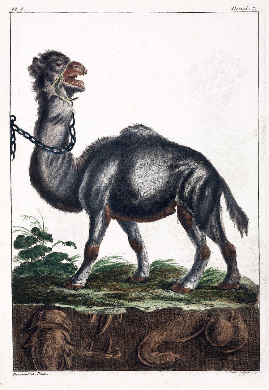 Dromedary by Unbekannt