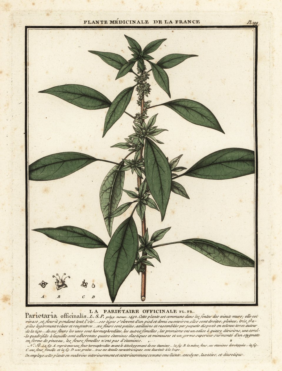 Eastern pellitory-of-the-wall, Parietaria officinalis.  by Unbekannter Künstler