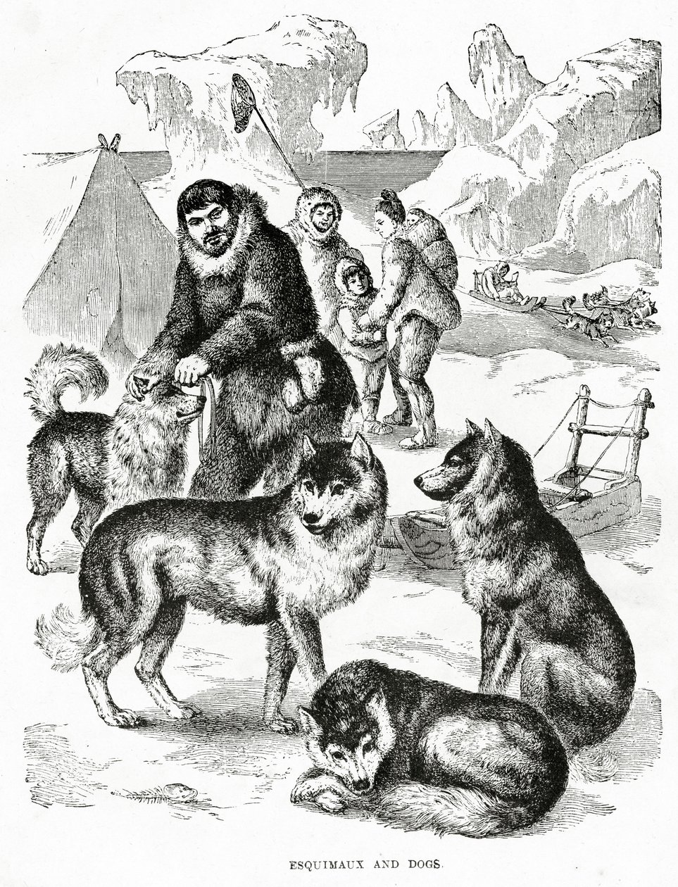 Esquimaux and Dogs. 1902 by Unbekannt