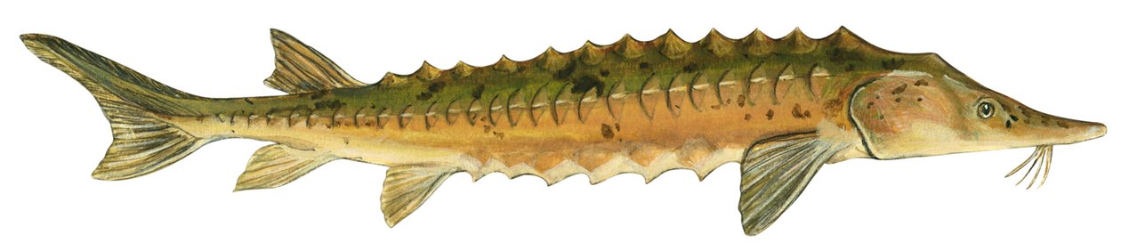 Lake sturgeon (Acipenser fulvescens) by Unbekannter Künstler