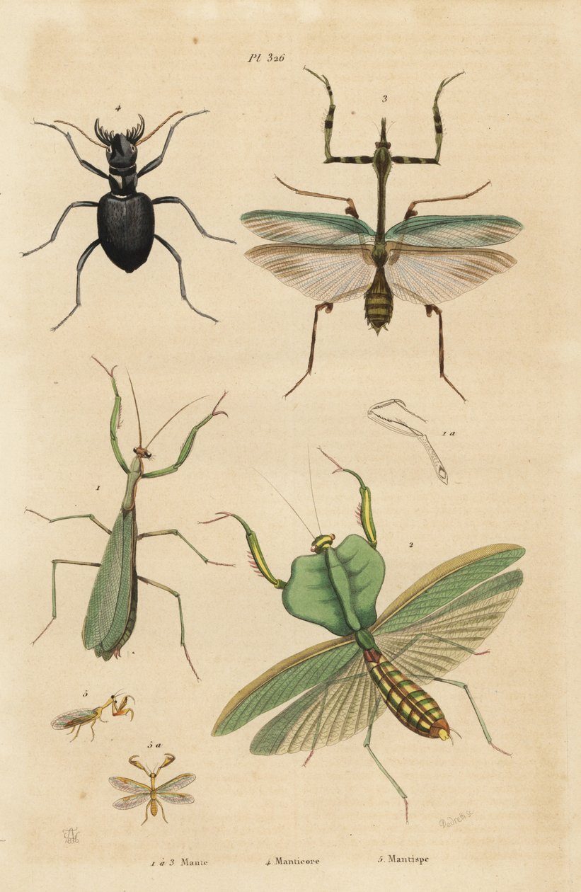 European Mantis, Mantis Religiosa 1, Leaf Mantis, Choeradodis Rhomboidea 2, Tiger Beetle, Manticora Latipennis 3, Mantidfly, Mantispa Styriaca 4 by Unbekannt