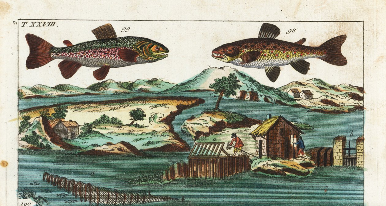 European Trout - Fishing Technique Using Artificial Rapids to Catch Fish by Unbekannter Künstler
