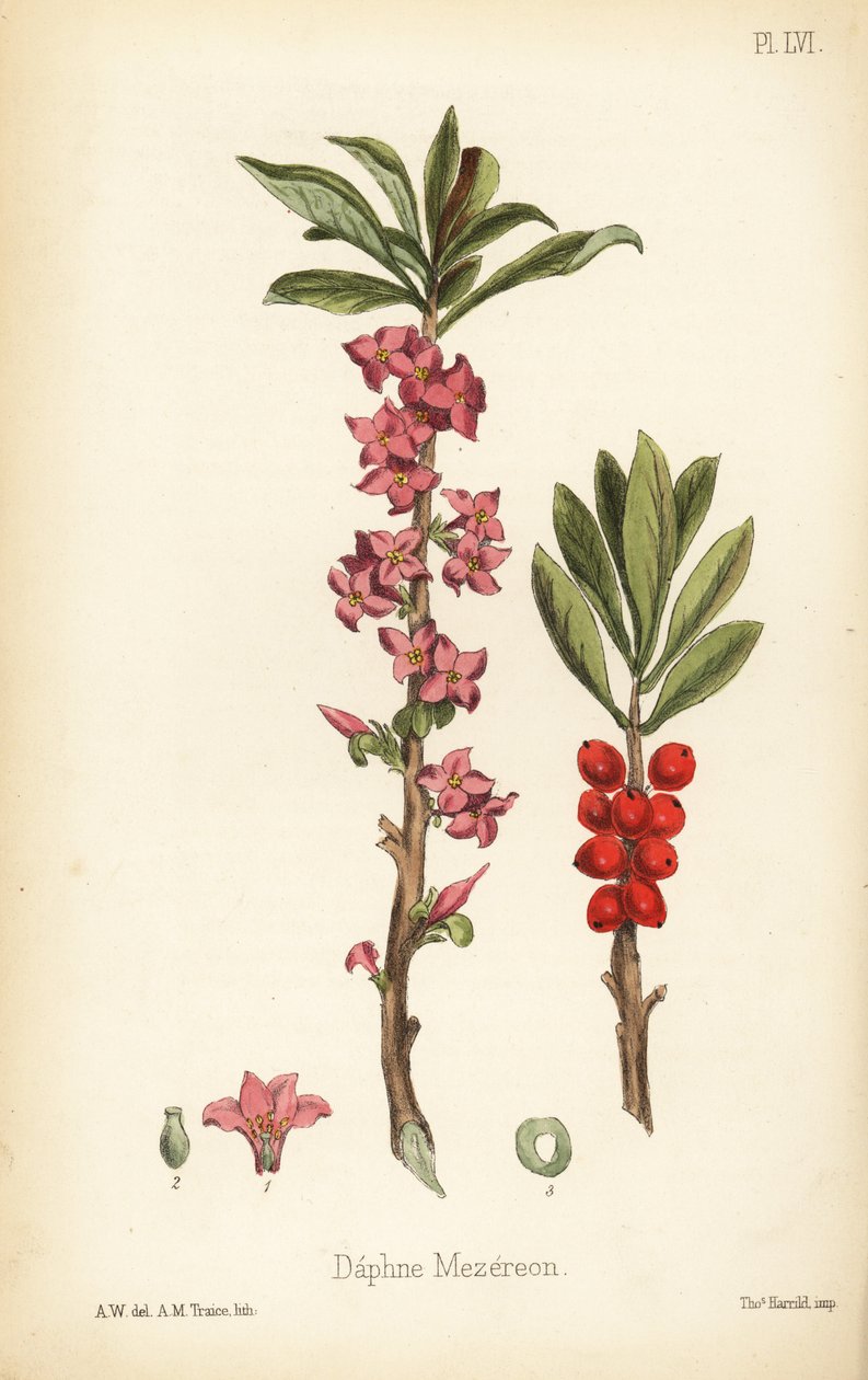 February daphne, mezereon or spurge laurel by Unbekannter Künstler