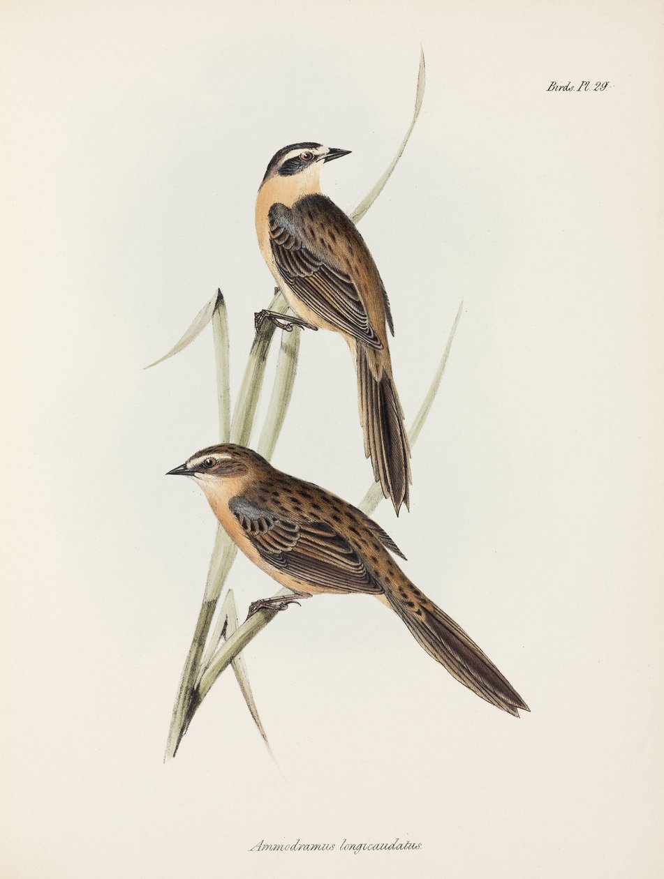 Finches, c 1832-1836 by Unbekannter Künstler