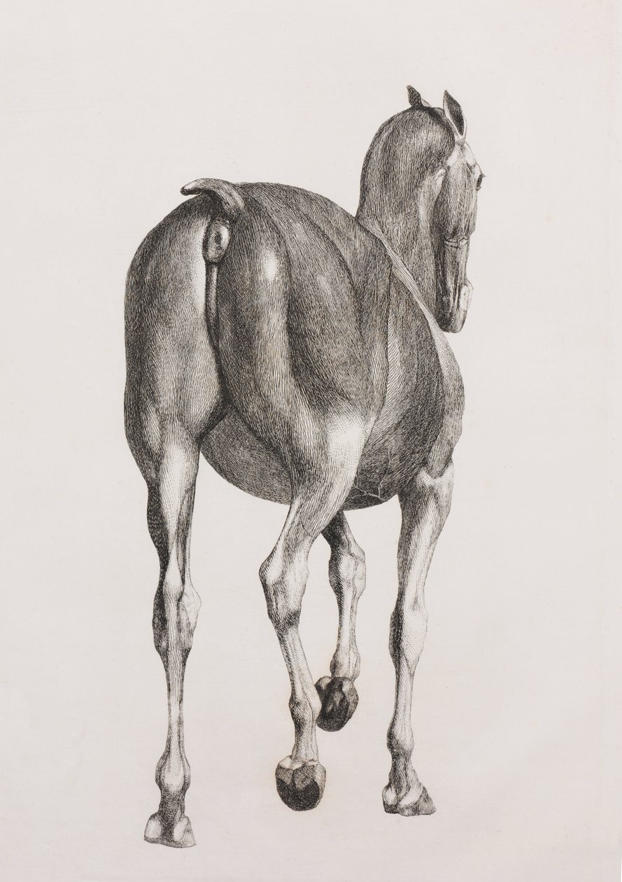 First dissected layer of a horse, back view by Unbekannt