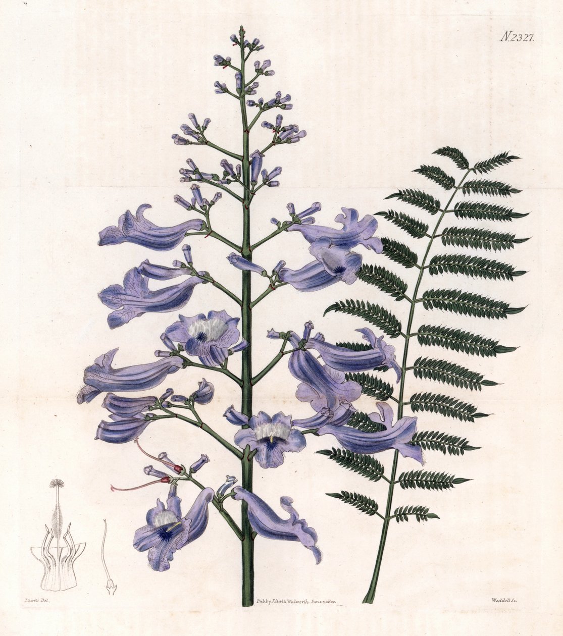 Flamboyant blue or oyster tree - Trinidad fern tree, Jacaranda mimosifolia by Unbekannter Künstler