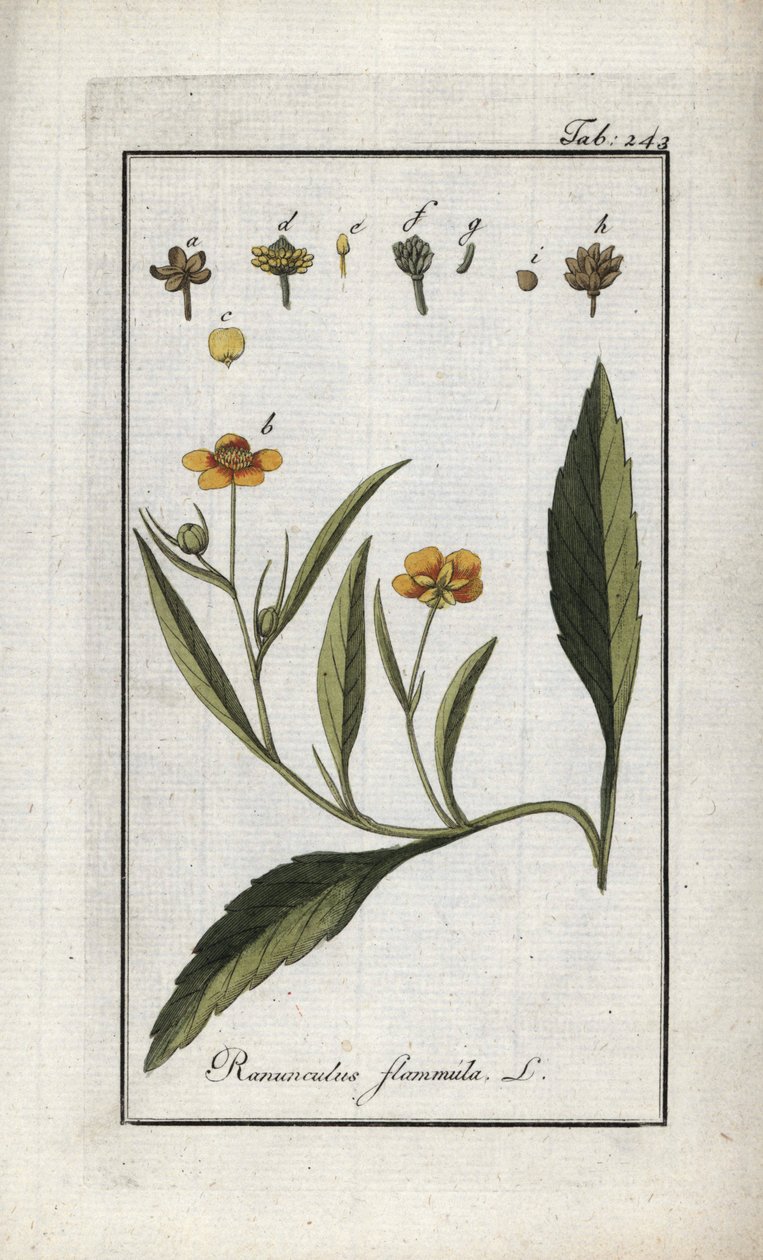 Flame Buttercup or Small Moat or Small Flame (Ranunculus flammula). Lithograph from 