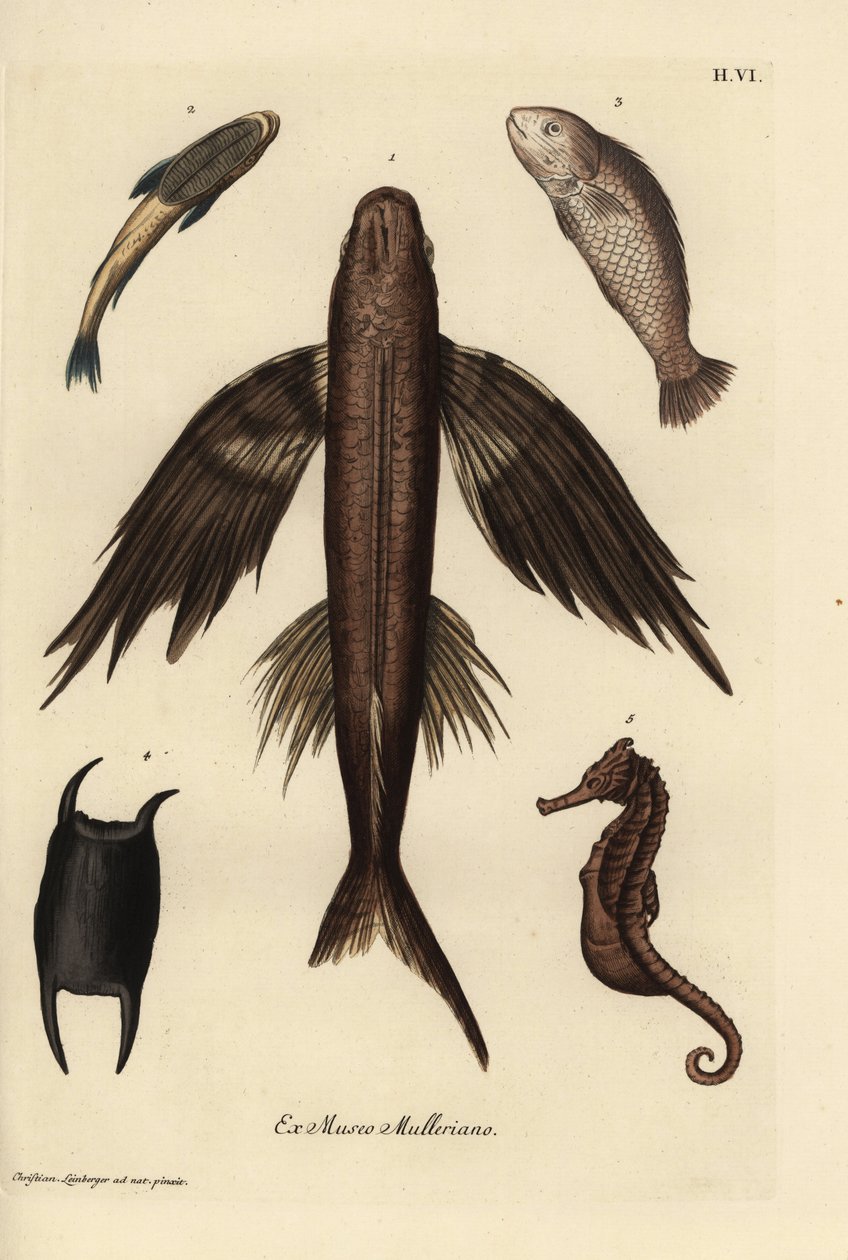 Flying fish, suckerfish, barramundi, scale, and seahorse by Unbekannter Künstler