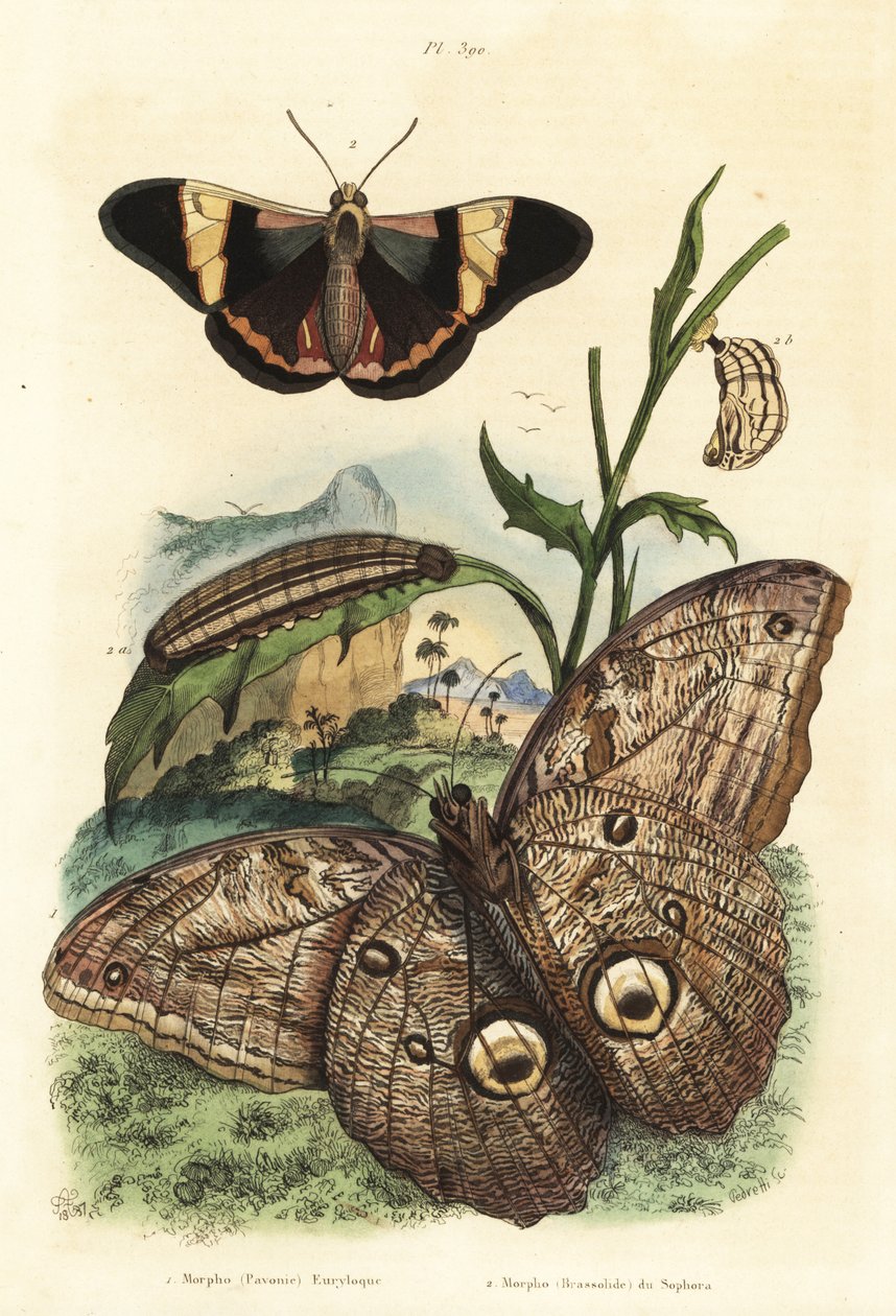 Forest giant owl butterfly, Caligo eurilochus and Brassolis sophorae butterfly, pupa and caterpillar by Unbekannt
