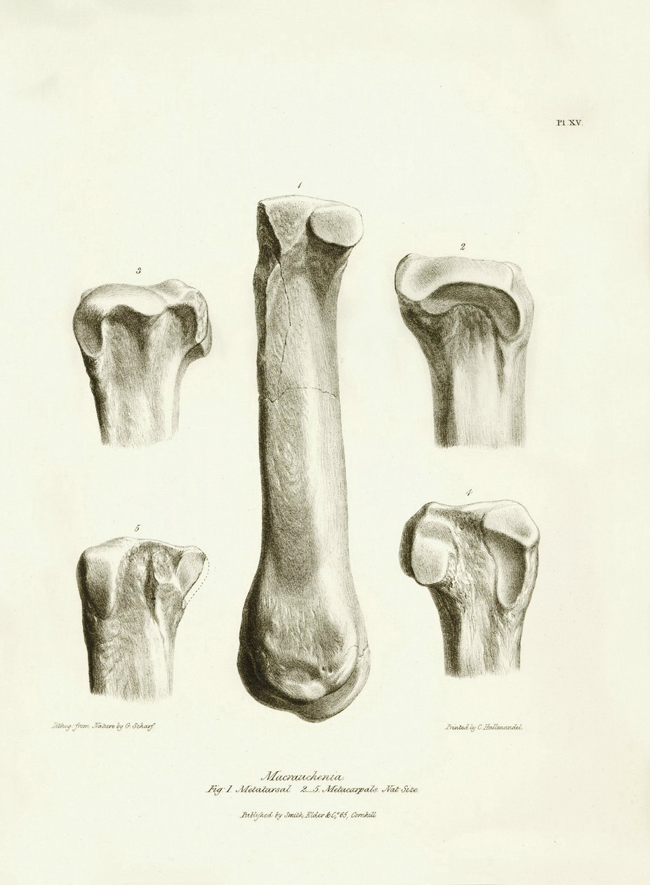 Fossil bones (metatarse and metacarp) of the disappeared prehistoric animal Macrauchenia described by Charles Darwin during his expedition aboard the Beagle. Plate from The Zoology of the voyage of H.M.S. Beagle under the command of Captain Fitzroy by Unbekannter Künstler