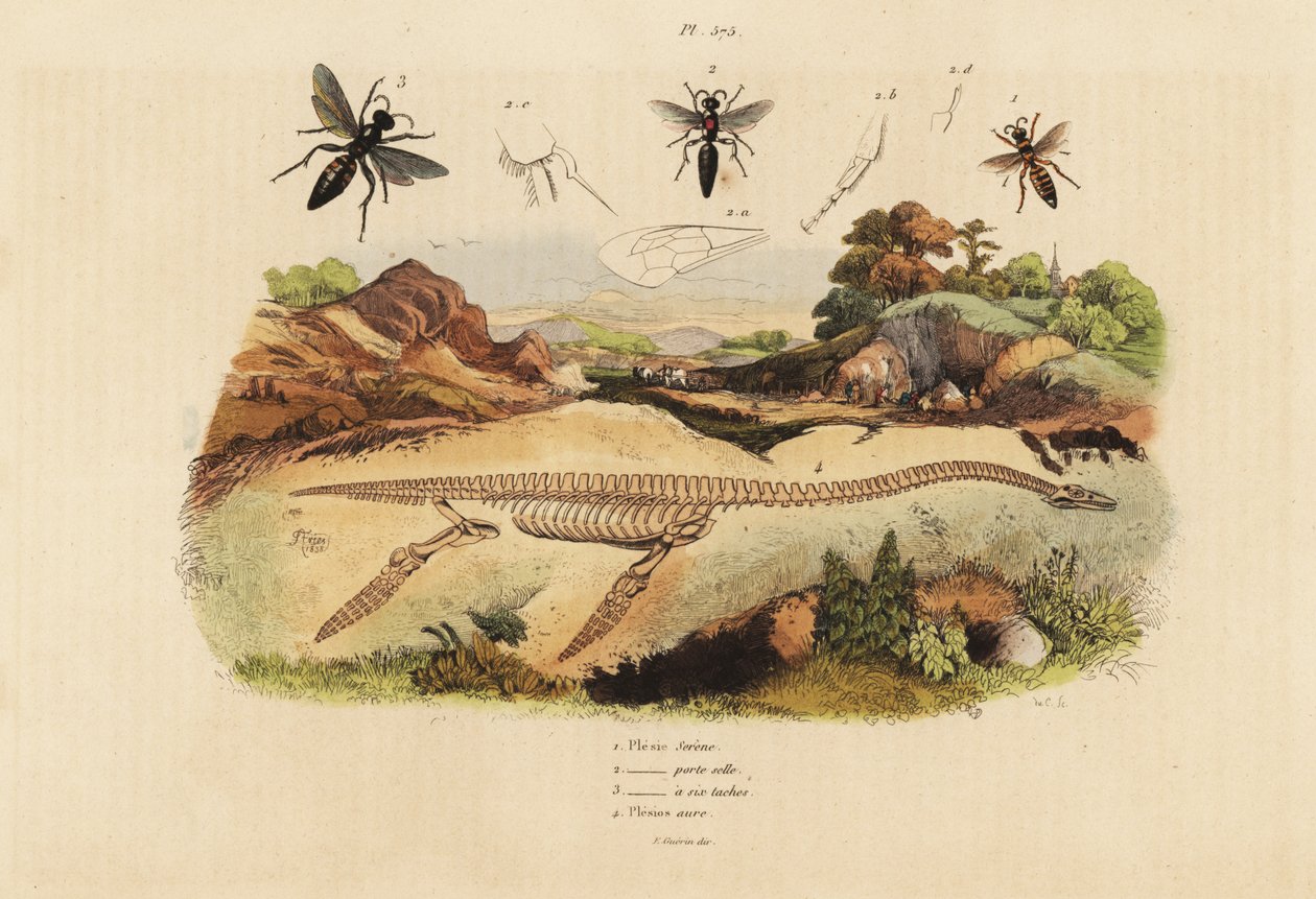Fossil skeleton of an extinct plesiosaurus and wasps by Unbekannt