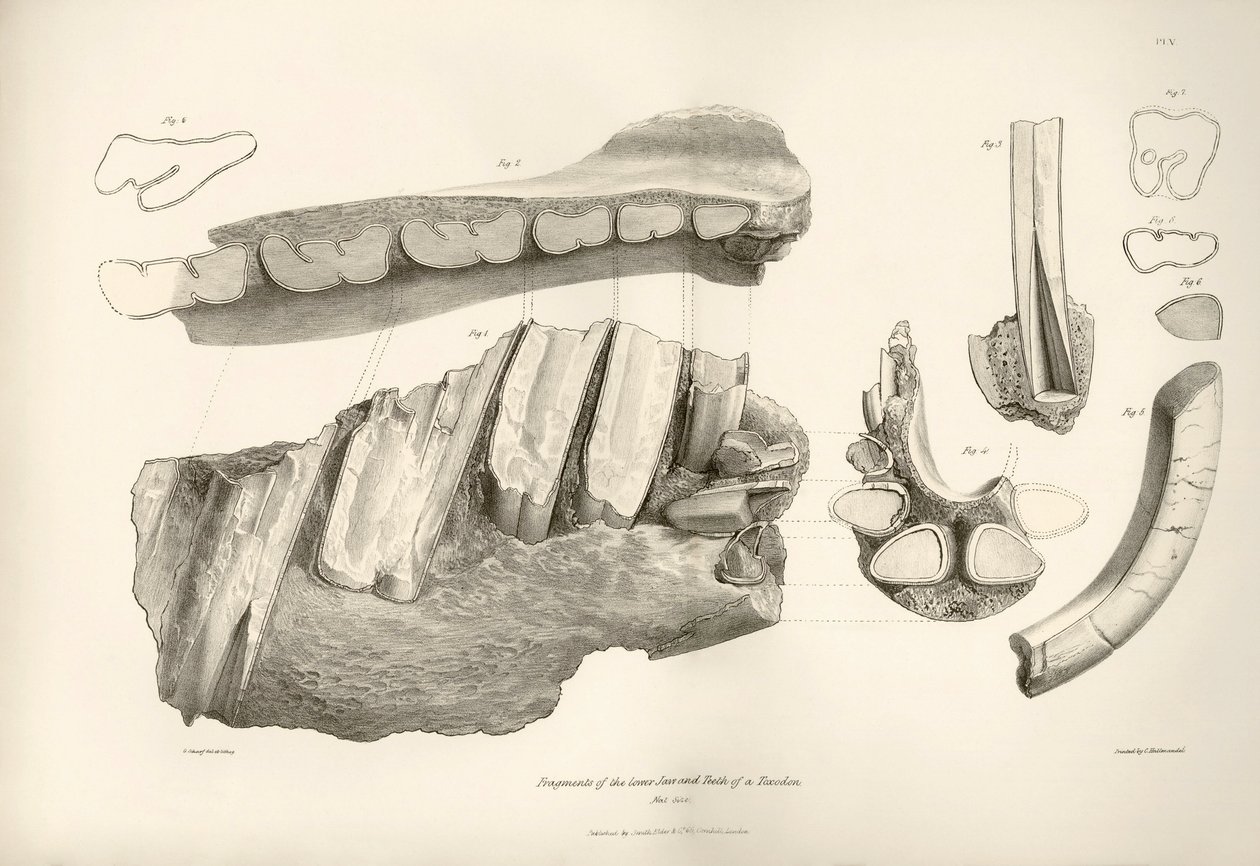 Fragment of Jaw and Teeth of Toxodon, Found by Charles Darwin Near Montevideo, Uruguay During His Exploration Journey Aboard the Beagle by Unbekannter Künstler