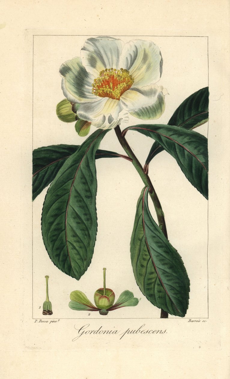 Franklin Tree, Native to America, Extinct in the Wild by Unbekannter Künstler