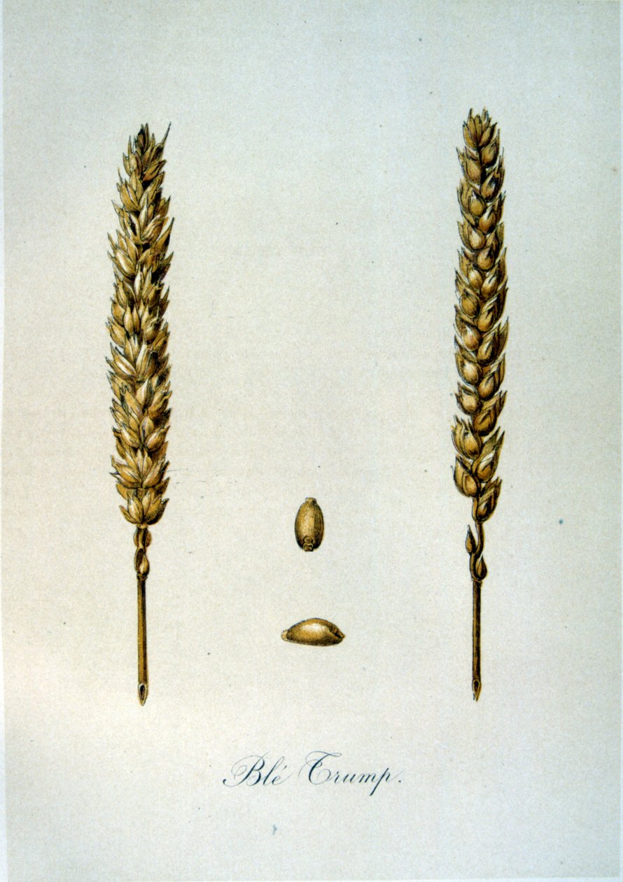 French 19th century illustration of ears of corn by Unbekannter Künstler
