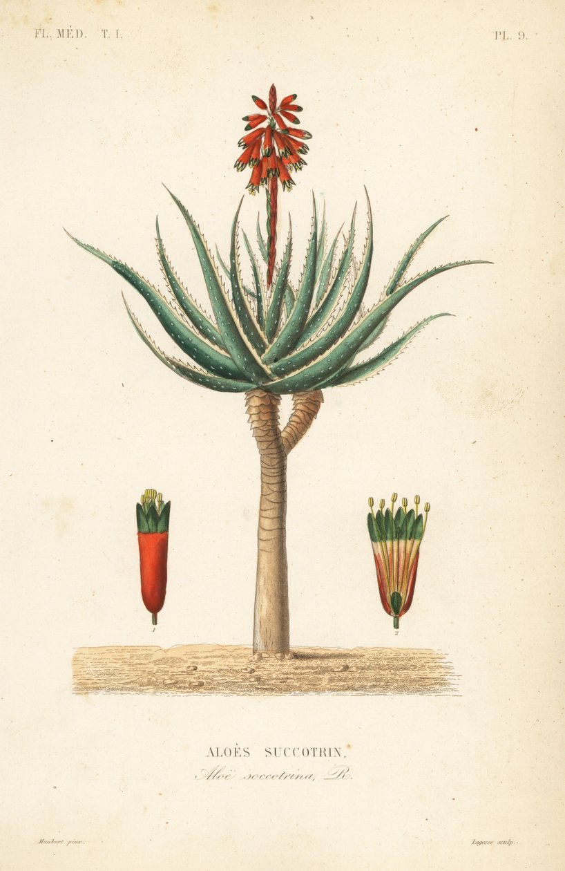 Fynbos aloe, Aloe succotrina, Aloes succotrin by Unbekannt