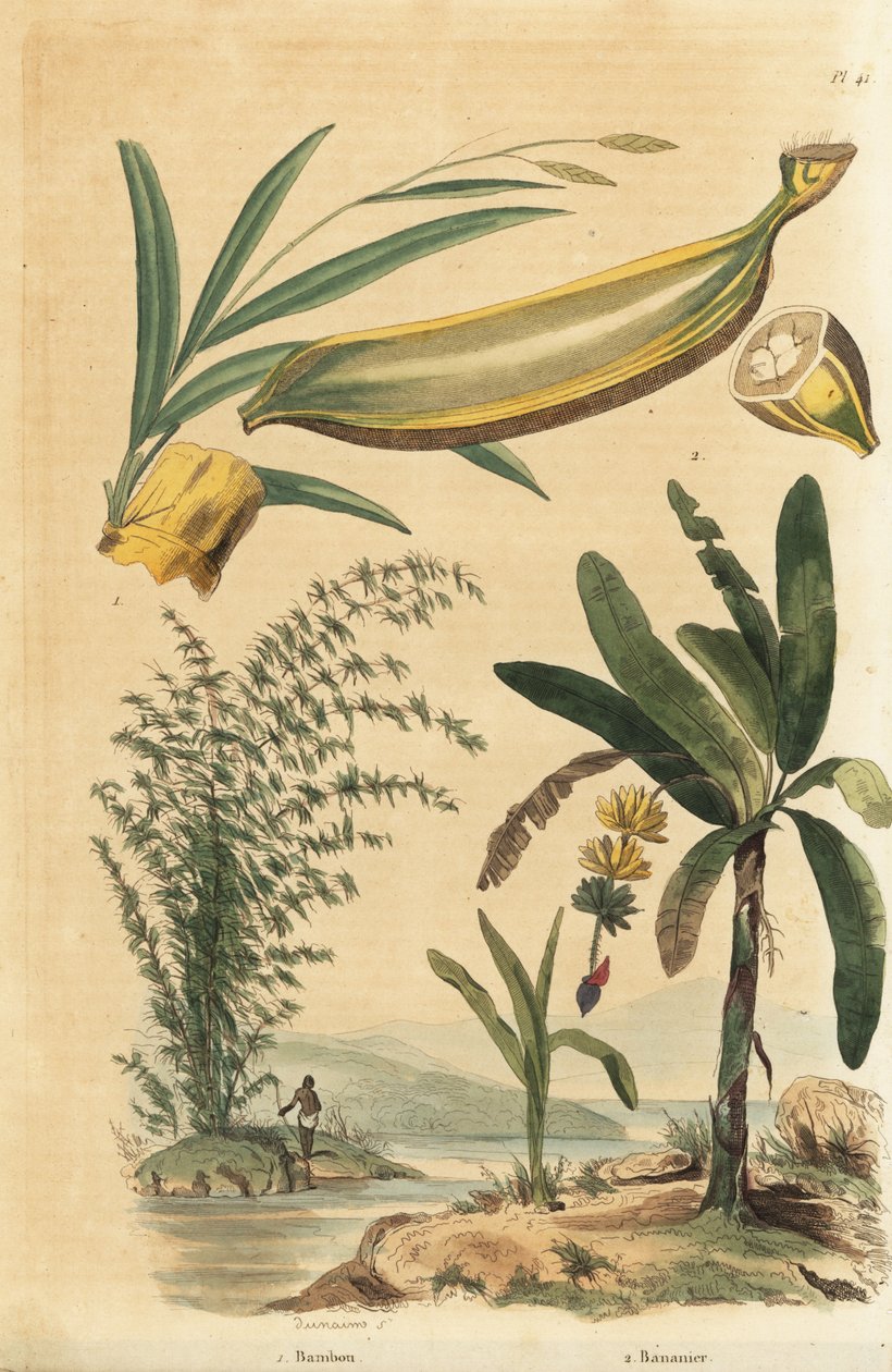 Giant Thorny Bamboo Plant and Banana Tree with Fruit and Cross Section by Unbekannt