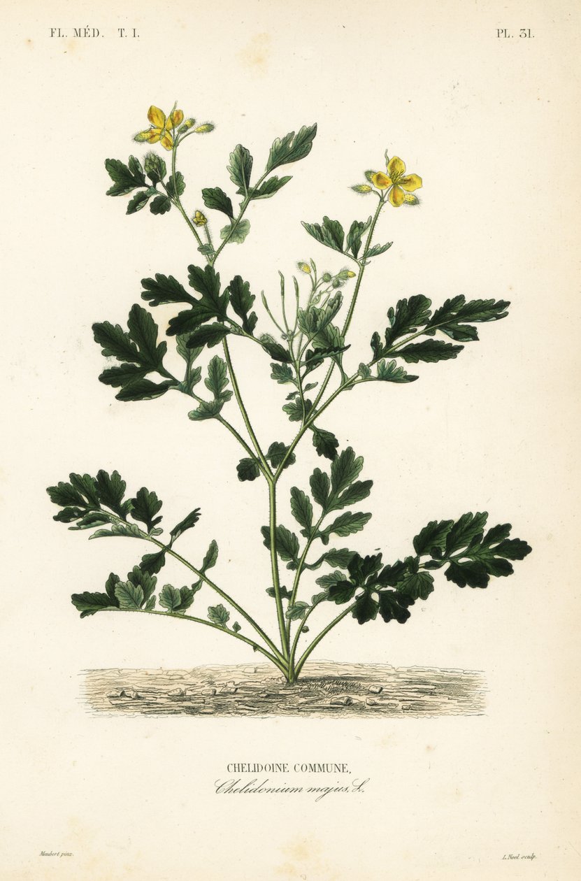 Greater celandine, Chelidonium majus, Chelidoine commune by Unbekannt