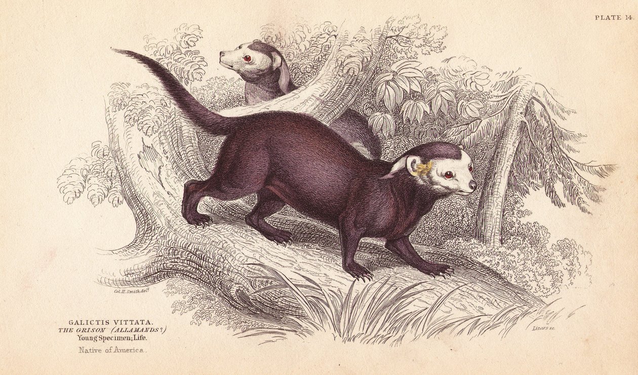 Greater grison, Gallictis vittata. Handcoloured steel engraving from William Jardine