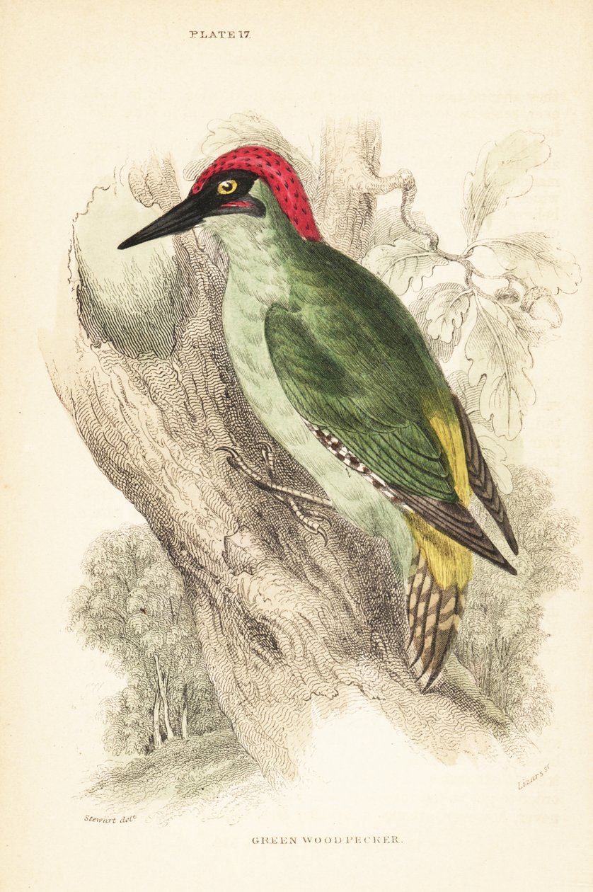 Green woodpecker perched on a tree by Unbekannter Künstler