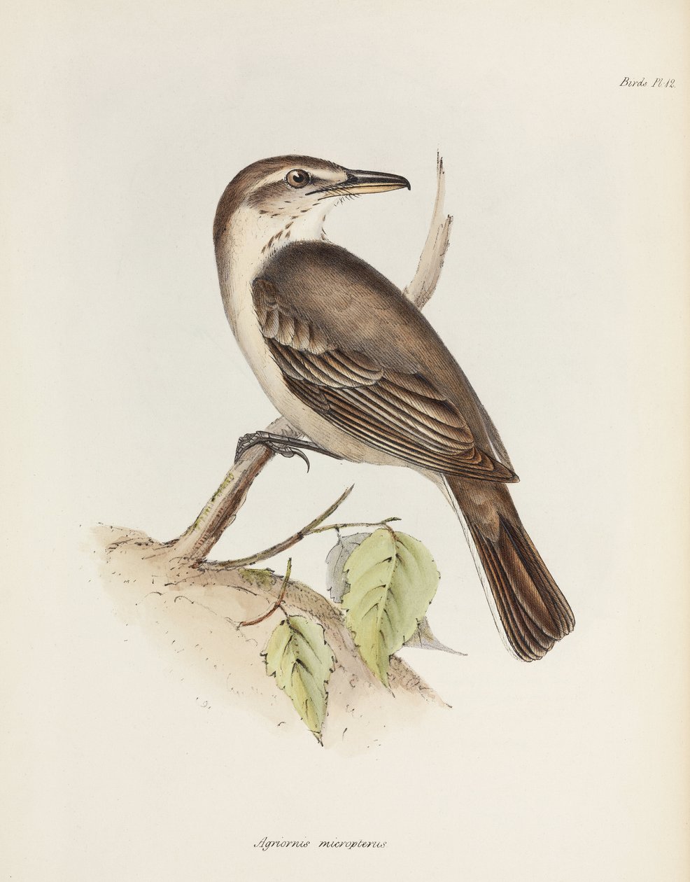 Grey-bellied Shrike-tyrant, c. 1832-1836 by Unbekannt