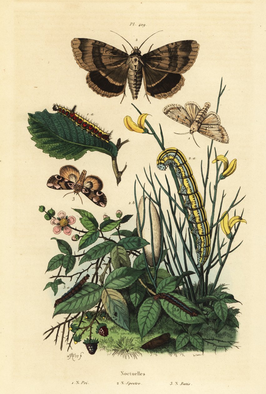 Grey dagger moth and larva, Apopestes spectrum moth and larva, peach blossom moth and caterpillar by Unbekannt
