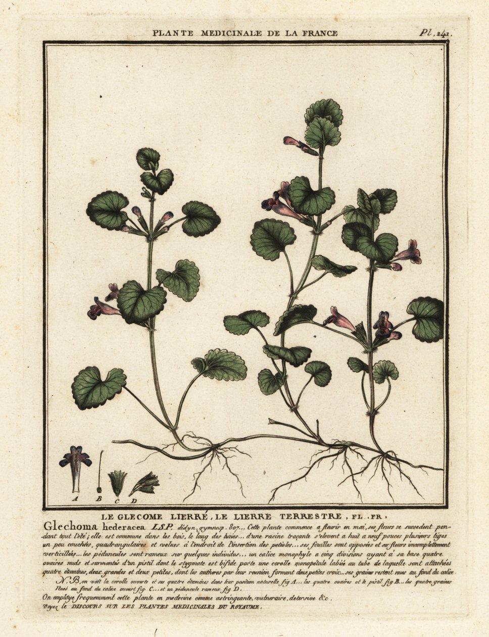 Ground Ivy, Glechoma hederacea by Unbekannter Künstler