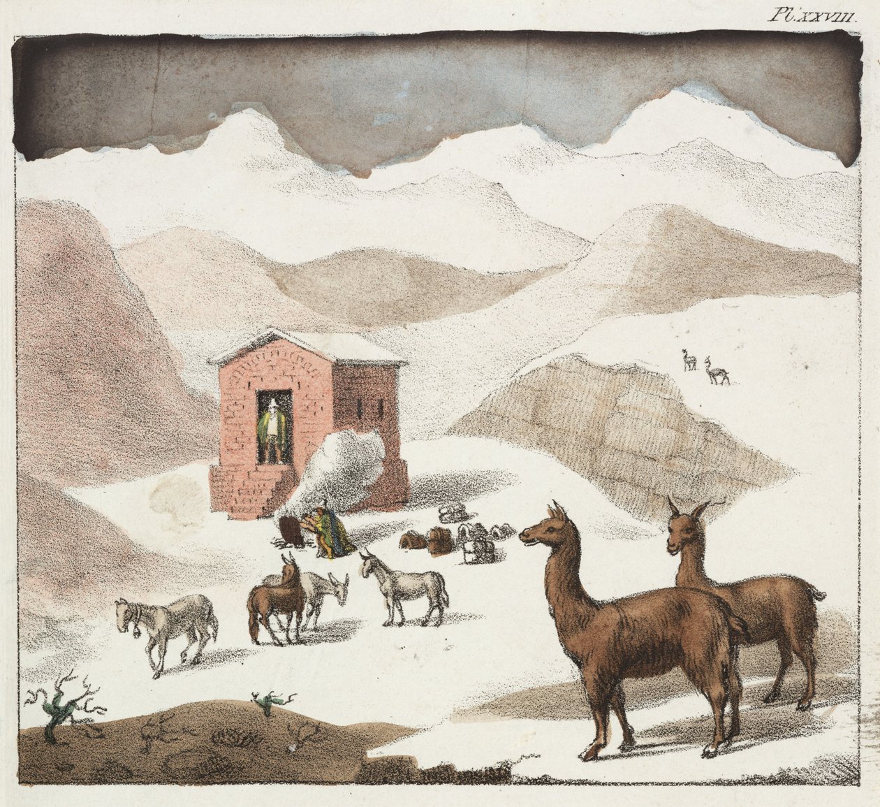 Guanacos, Valley of the Cuevas, Andes Mountains, Chile by Unbekannter Künstler