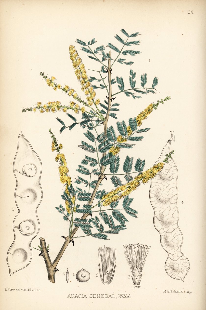 Gum arabic. Handcoloured lithograph by Hanhart after a botanical illustration by David Blair from Robert Bentley and Henry Trimen