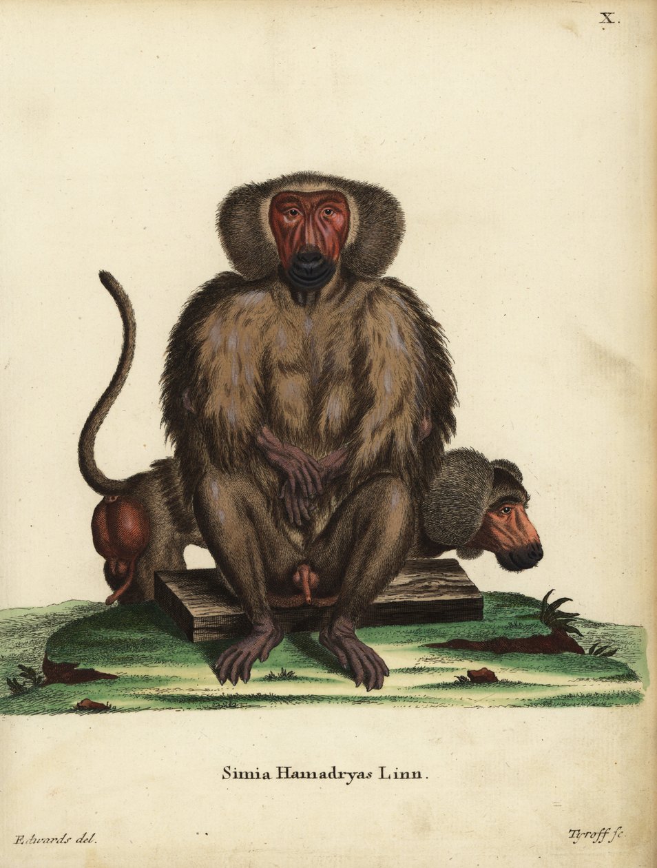 Hamadryas baboon by Unbekannter Künstler