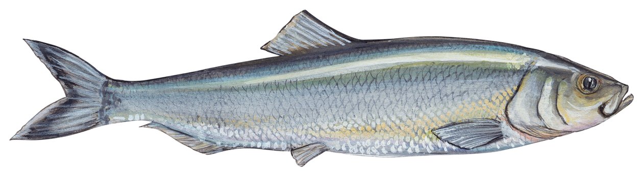 Atlantic herring (Clupea harengus) by Unbekannter Künstler