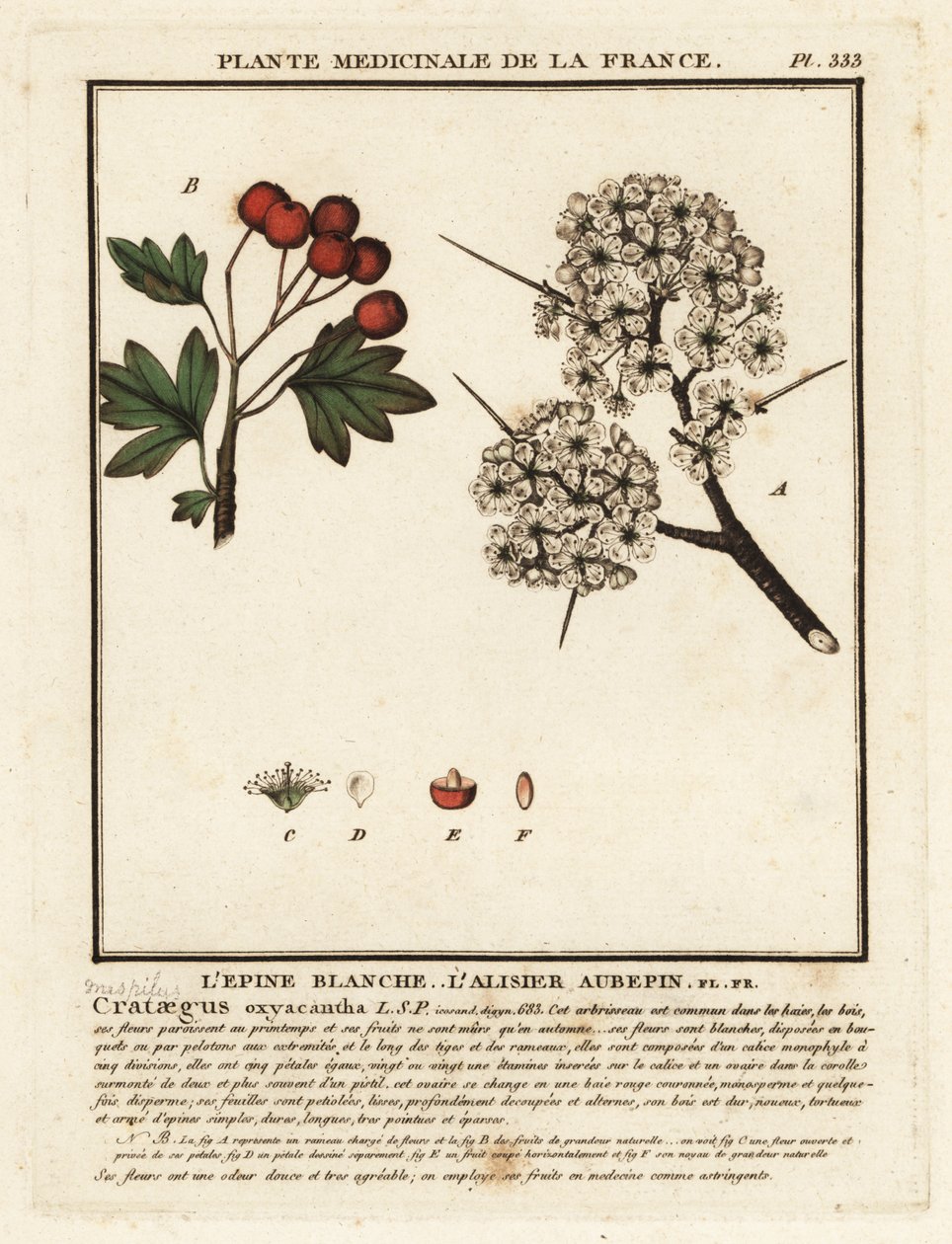 Hawthorn, Crataegus Rhipidophylla by Unbekannter Künstler