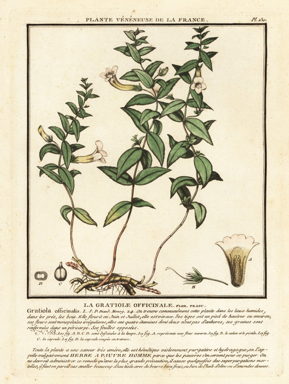 Herb of Grace, Gratiola Officinalis by Unbekannter Künstler