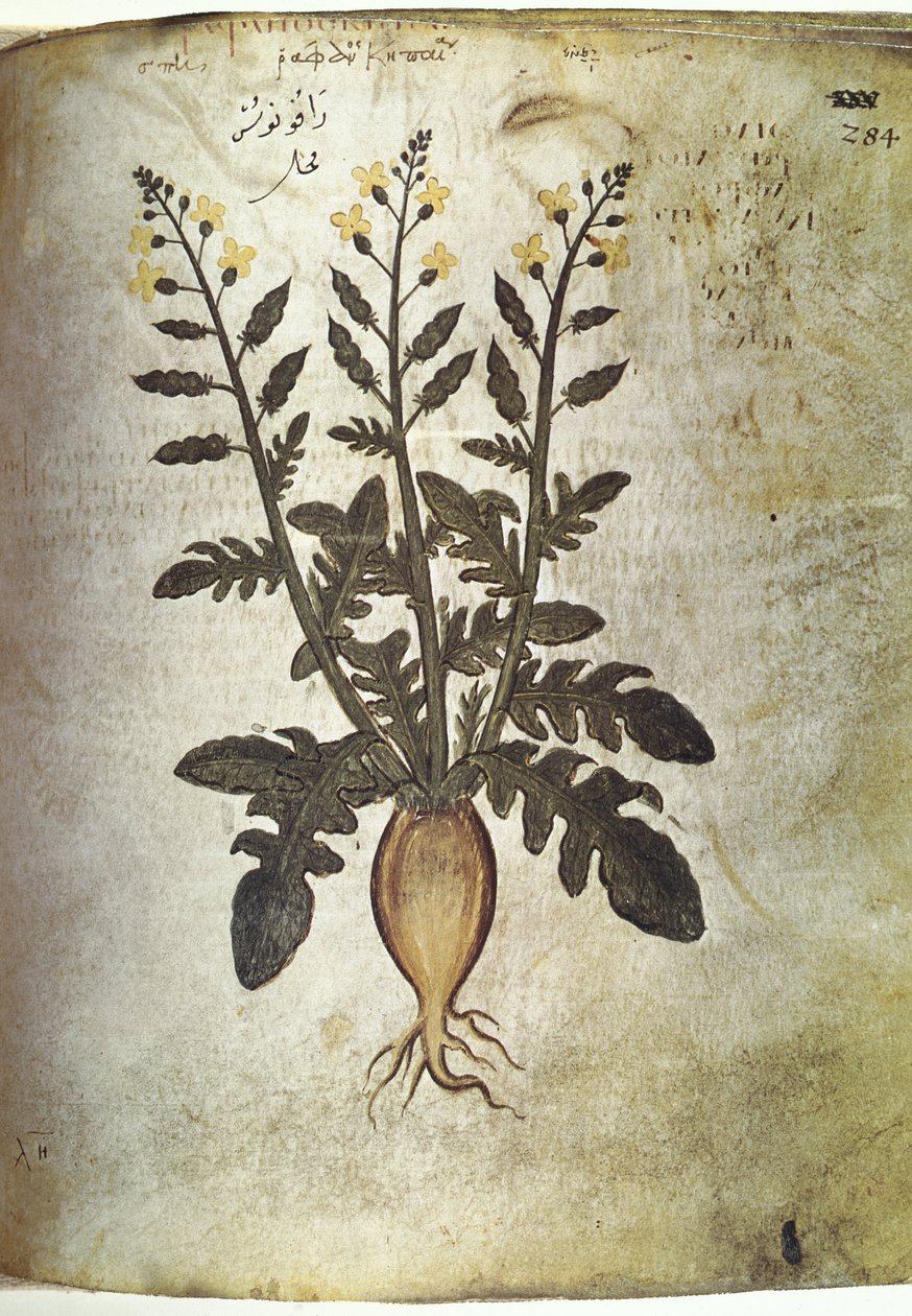 Herbals Turnip by Unbekannt