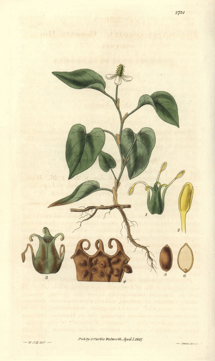 Houttuynia has white flowers, with details of fruits, pistil and etamines. Illustration by William Jackson Hooker by Unbekannter Künstler