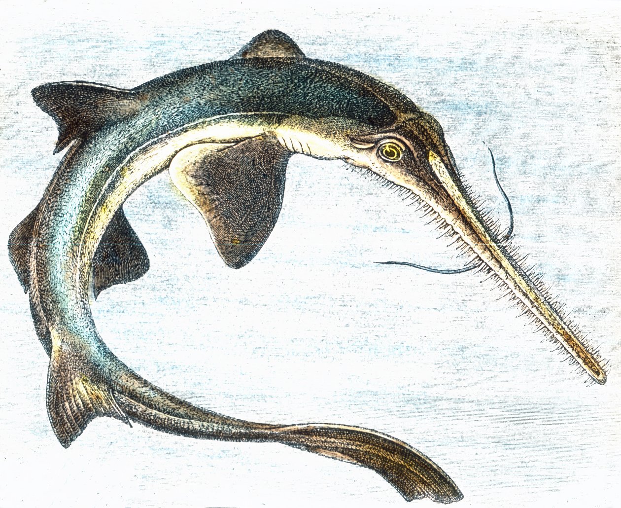 Illustration of a swordfish (Xiphias gladius) by Unbekannter Künstler