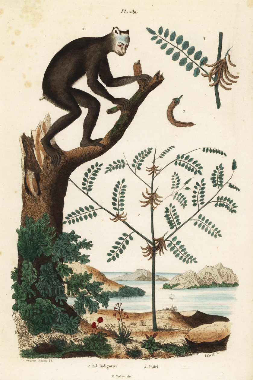 Indigo Plant and Indri or Babakoto, Critically Endangered Lemur by Unbekannt