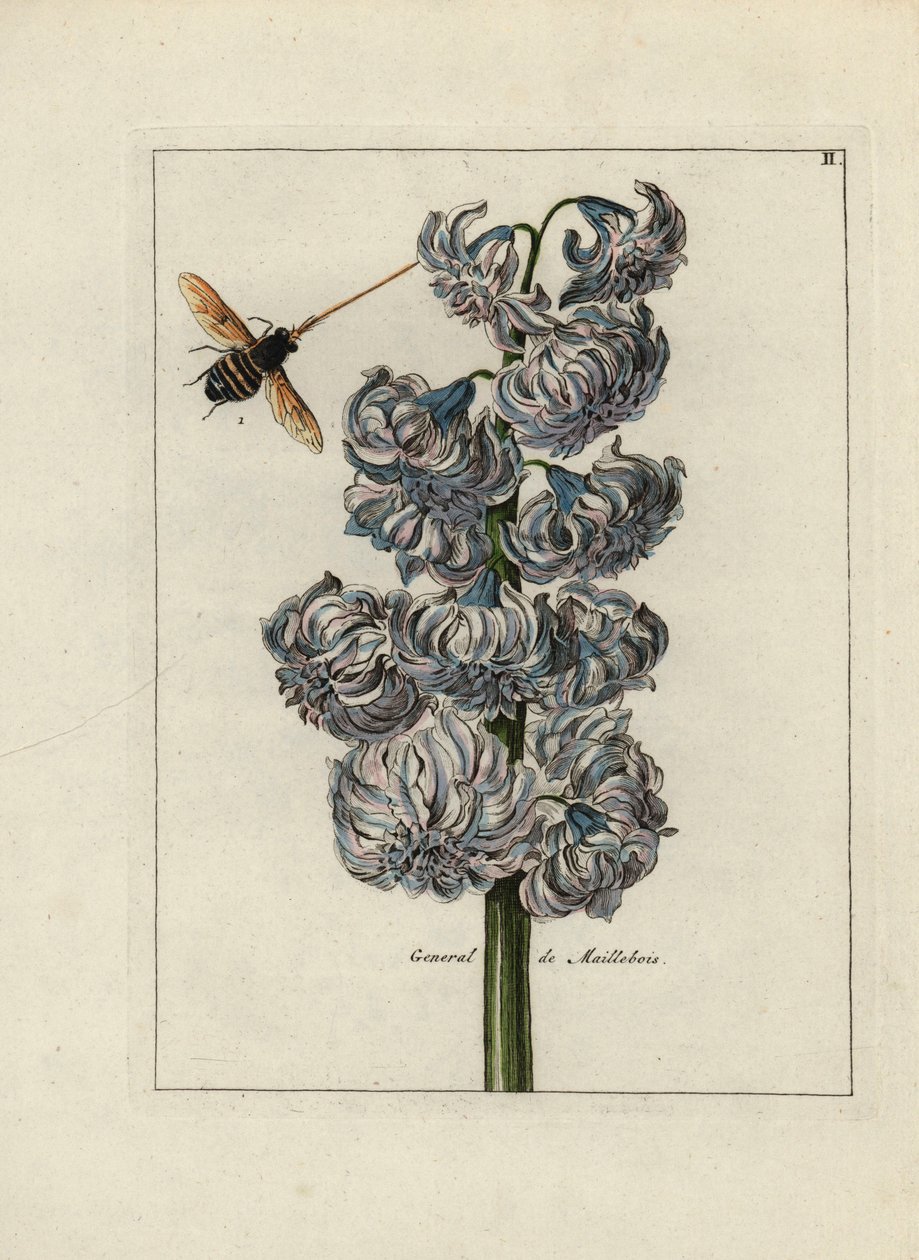 Jacinth with a bee by Unbekannter Künstler