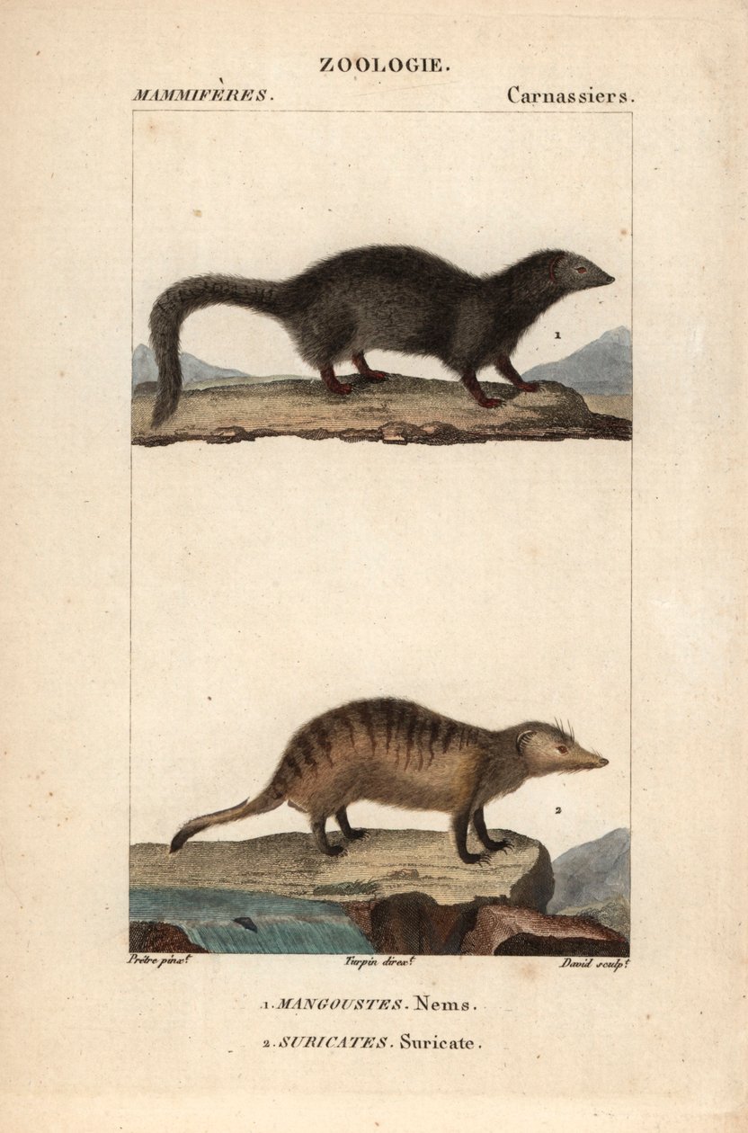 The Mongoose and the Suricate by Unbekannter Künstler