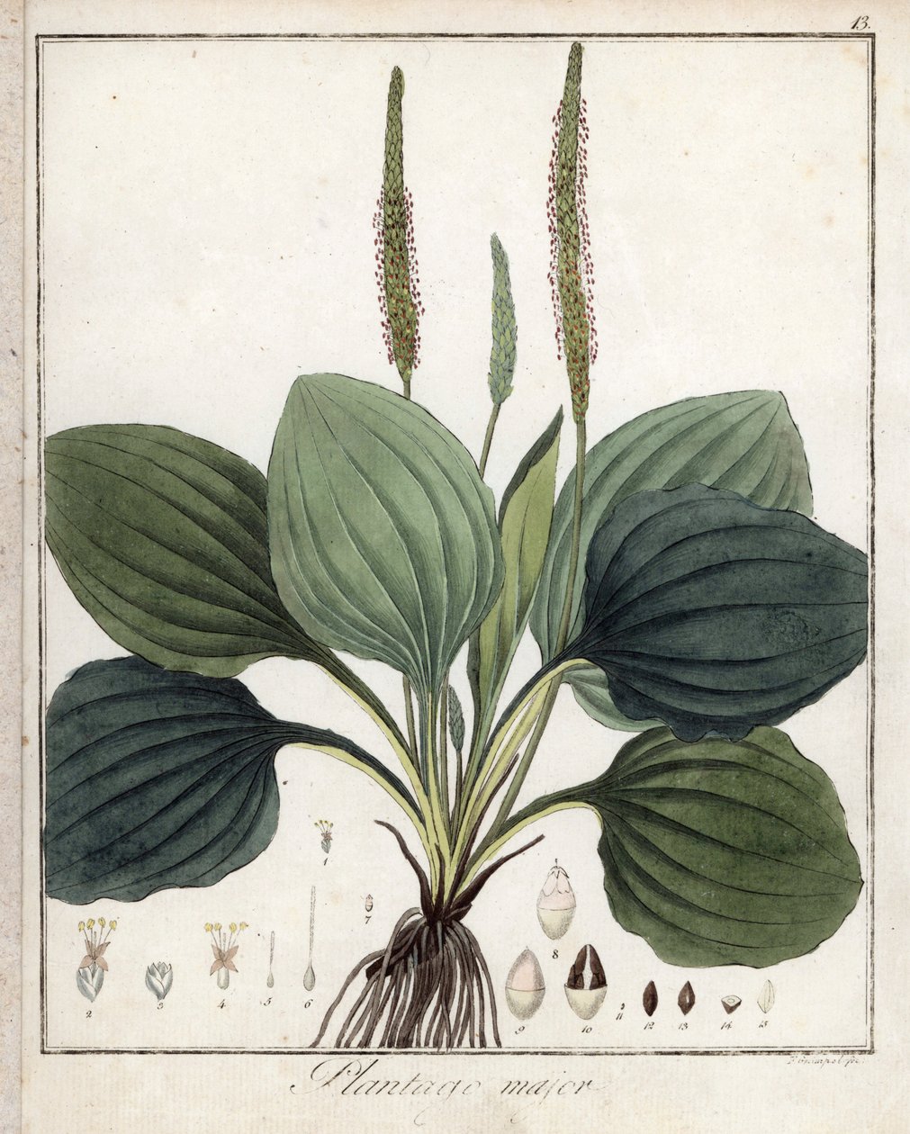 Large Plantain by Unbekannter Künstler