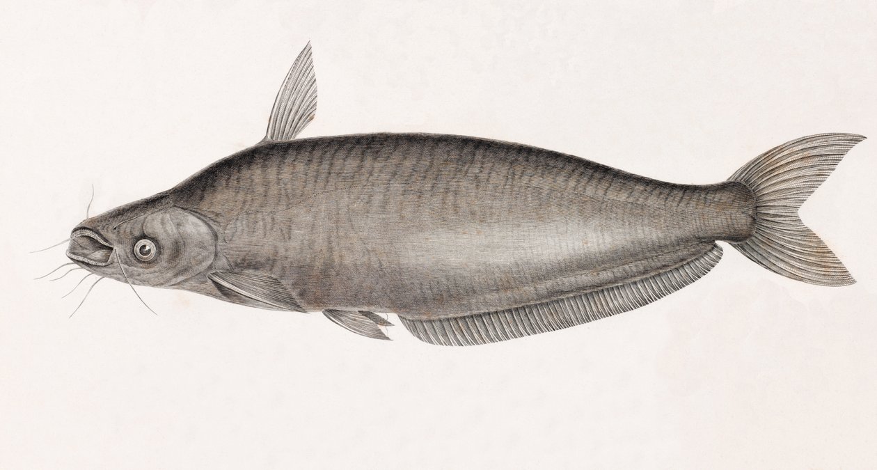 Schilbe Catfish by Unbekannt