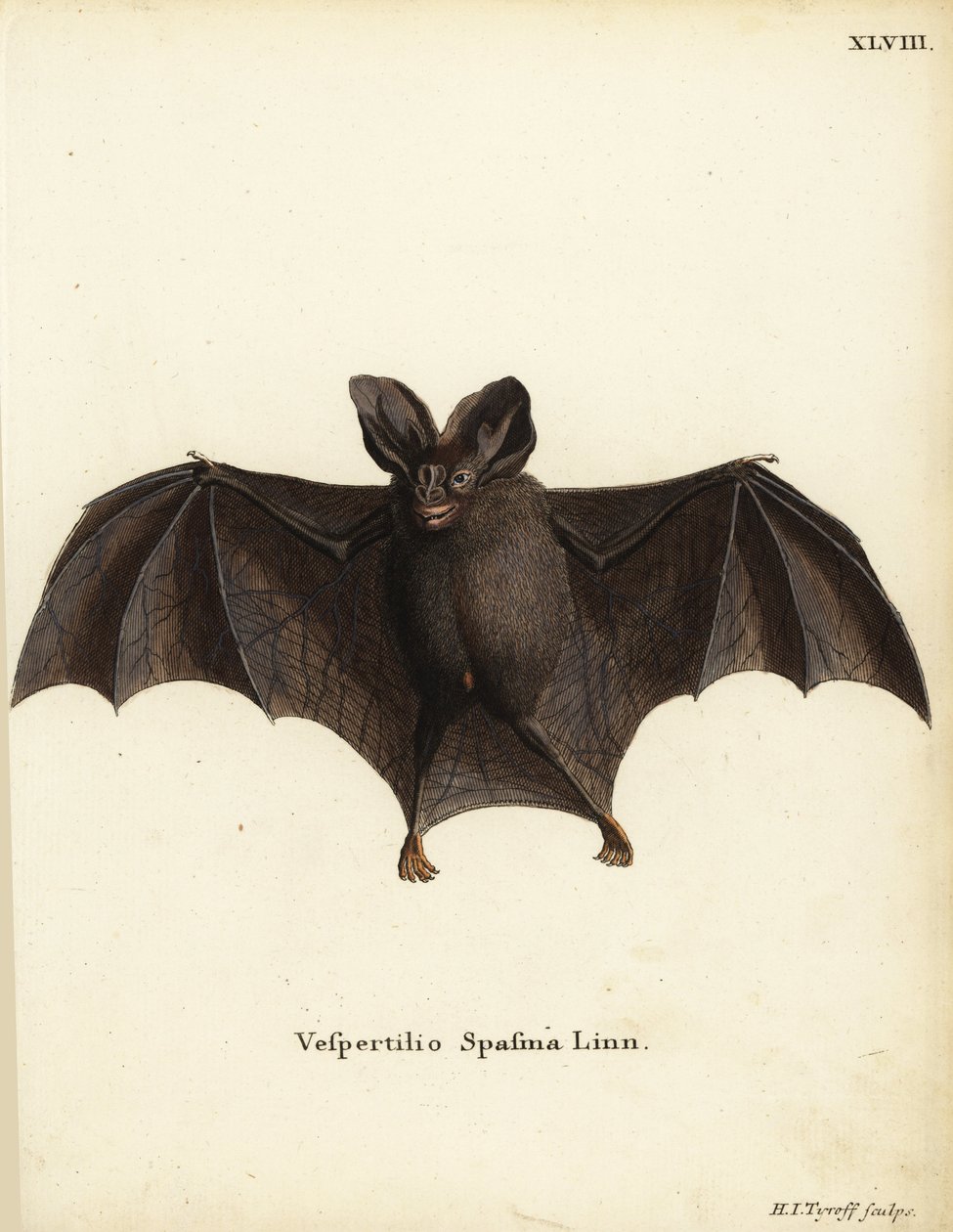 Lesser False Vampire Bat, Megaderma spasma. Vespertilio spasma Linn. Handcoloured copperplate engraving by Hermann Jakob Tyroff from Johann Christian Daniel Schreber