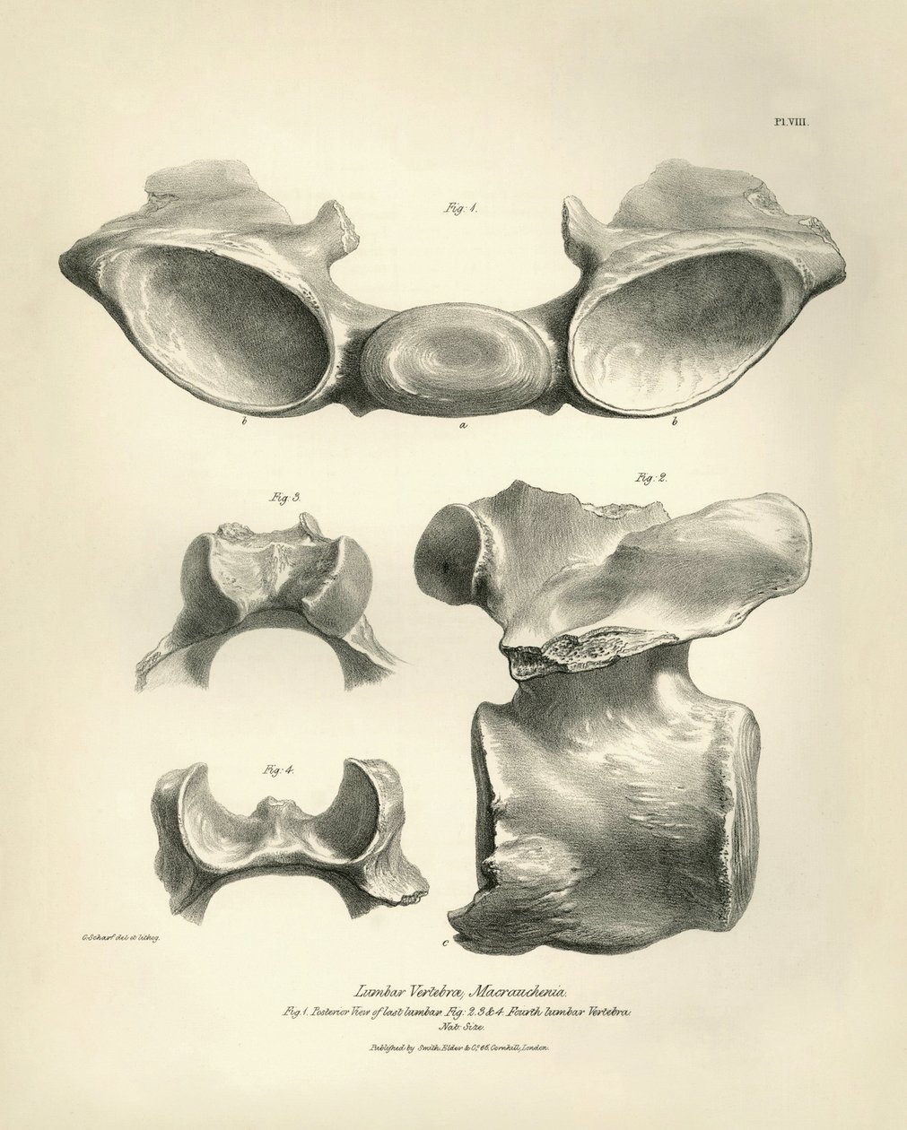 Lumbar vertebra of Macrauchenia, a prehistoric animal, found by Charles Darwin during his exploration journey aboard the Beagle. The Zoology of the voyage of H.M.S. Beagle under the command of Captain Fitzroy during the years 1832 to 1836 by Unbekannter Künstler